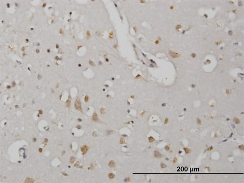 Monoclonal Anti-CDKL2 antibody produced in mouse clone 1F6, purified immunoglobulin, buffered aqueous solution