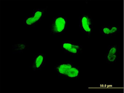 Monoclonal Anti-MAK, (C-terminal) antibody produced in mouse clone 3E5, purified immunoglobulin, buffered aqueous solution
