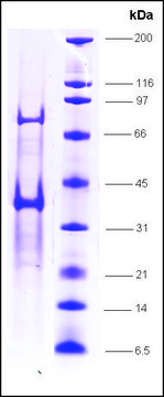 TFIIA (p12), &#947; subunit, GST tagged human recombinant, expressed in E. coli, &#8805;70% (SDS-PAGE)