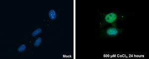 Anti-HIF1A antibody produced in rabbit