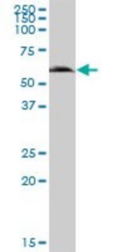 Anti-GGT6 antibody produced in mouse IgG fraction of antiserum, buffered aqueous solution