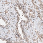Anti-CUX1 antibody produced in rabbit Prestige Antibodies&#174; Powered by Atlas Antibodies, affinity isolated antibody, buffered aqueous glycerol solution
