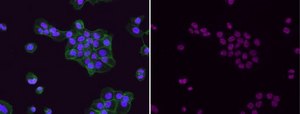 Anti-acetyl-Histone H3 (Lys9) Antibody, Alexa Fluor&#8482; 647 Conjugate from rabbit, ALEXA FLUOR&#8482; 647