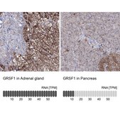 Anti-GRSF1 antibody produced in rabbit Prestige Antibodies&#174; Powered by Atlas Antibodies, affinity isolated antibody, buffered aqueous glycerol solution