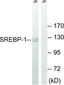 Anti-SREBP-1 antibody produced in rabbit affinity isolated antibody