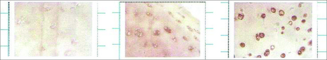 Monoclonal Anti-SOD3 antibody produced in mouse clone 4GG11G6, 1&#160;mg/mL, purified immunoglobulin