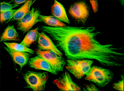 Monoclonal Anti-Cytokeratin, pan antibody produced in mouse ascites fluid, clone PCK-26