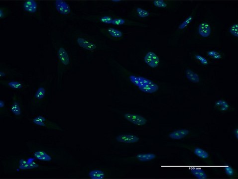 Anti-PES1 antibody produced in mouse IgG fraction of antiserum, buffered aqueous solution