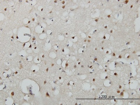 Monoclonal Anti-USF2 antibody produced in mouse clone 5E9, purified immunoglobulin, buffered aqueous solution