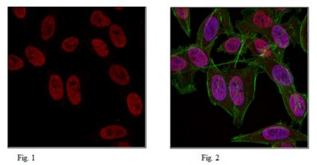 Anti-trimethyl Histone H3 (Lys9) Antibody, Alexa Fluor&#8482; 647 Conjugate 0.5&#160;mg/mL, from rabbit