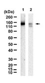 Anti-PSGL-1/CD162 Antibody, clone KPL-1 ZooMAb&#174; Mouse Monoclonal recombinant, expressed in HEK 293 cells