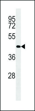 MONOCLONAL ANTI-BETA-ACTIN antibody produced in mouse clone 137CT26.1.1, IgG fraction of antiserum, buffered aqueous solution