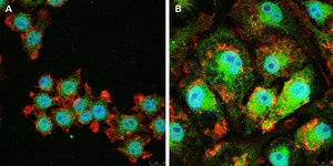 Anti-IL-33 Antibody, clone 5K9, ZooMAb&#174; Rabbit Monoclonal recombinant, expressed in HEK 293 cells