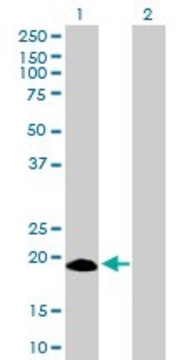Anti-IFNA17 antibody produced in mouse purified immunoglobulin, buffered aqueous solution