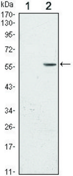 Monoclonal Anti-CD276 antibody produced in mouse clone 6A1, ascites fluid