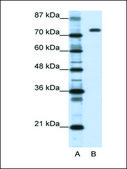 Anti-NCL (AB2) antibody produced in rabbit IgG fraction of antiserum