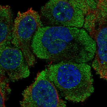 Anti-Ptprh Antibody Produced In Rabbit Prestige Antibodies&#174; Powered by Atlas Antibodies, affinity isolated antibody, buffered aqueous glycerol solution
