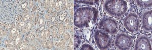 Anti-PD-L1 Antibody, clone 29E.2A3.C6, Azide Free clone 29E.2A3.C6, from mouse