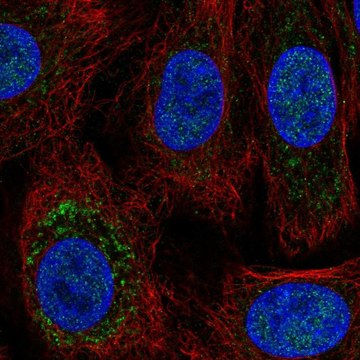 Anti-TRPC6 antibody produced in rabbit Prestige Antibodies&#174; Powered by Atlas Antibodies, affinity isolated antibody