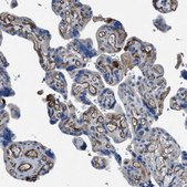 Anti-SLC6A9 antibody produced in rabbit Prestige Antibodies&#174; Powered by Atlas Antibodies, affinity isolated antibody, buffered aqueous glycerol solution