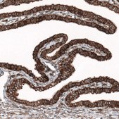 Anti-CAPRIN1 antibody produced in rabbit Prestige Antibodies&#174; Powered by Atlas Antibodies, affinity isolated antibody, buffered aqueous glycerol solution