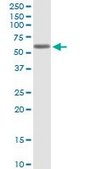 Anti-KCNA1 antibody produced in mouse purified immunoglobulin, buffered aqueous solution