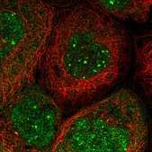 Anti-EEFSEC antibody produced in rabbit Prestige Antibodies&#174; Powered by Atlas Antibodies, affinity isolated antibody, buffered aqueous glycerol solution