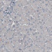 Monoclonal Anti-MUC16 antibody produced in mouse Prestige Antibodies&#174; Powered by Atlas Antibodies, clone CL2782, purified immunoglobulin