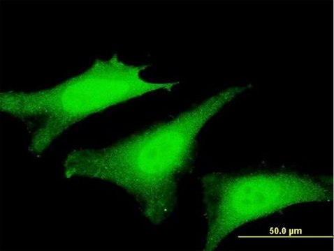 Monoclonal Anti-SVIL antibody produced in mouse clone 6E10, purified immunoglobulin, buffered aqueous solution