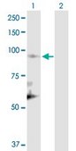 Anti-CUL1 antibody produced in rabbit purified immunoglobulin, buffered aqueous solution