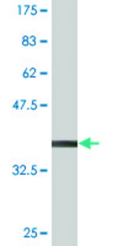 Monoclonal Anti-ELK3 antibody produced in mouse clone 3A12, purified immunoglobulin, buffered aqueous solution