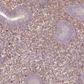 Anti-SFRP4 antibody produced in rabbit Prestige Antibodies&#174; Powered by Atlas Antibodies, affinity isolated antibody, buffered aqueous glycerol solution