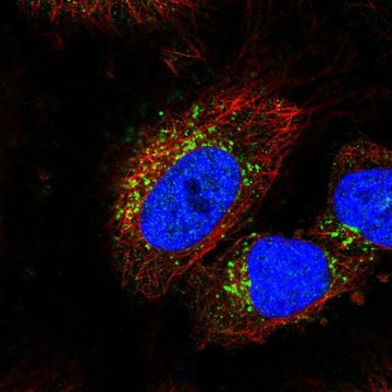 Anti-STK11IP antibody produced in rabbit Prestige Antibodies&#174; Powered by Atlas Antibodies, affinity isolated antibody