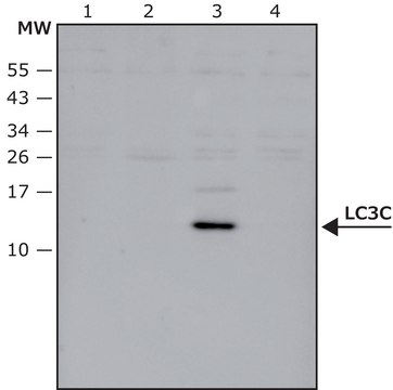 Anti-LC3C antibody produced in rabbit affinity isolated antibody, buffered aqueous solution