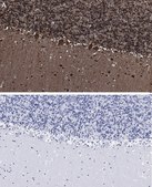 Anti-Parvalbumin Antibody, clone 4G3 , ZooMAb&#174; Rabbit Monoclonal recombinant, expressed in HEK 293 cells