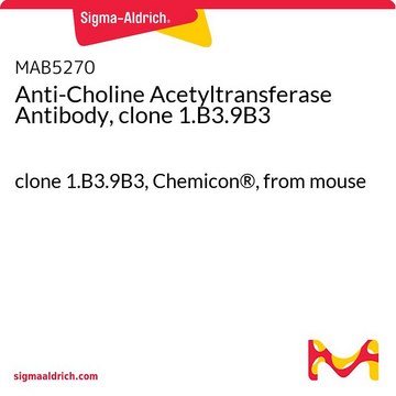 Anti-Choline Acetyltransferase Antibody, clone 1.B3.9B3 clone 1.B3.9B3, Chemicon&#174;, from mouse