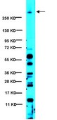 Anti-IP3 Receptor 1 Antibody serum, from rabbit