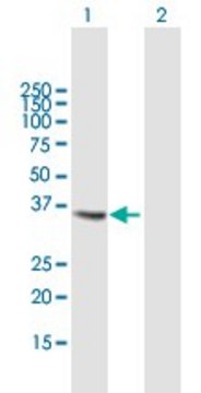 Anti-CTSS antibody produced in mouse purified immunoglobulin, buffered aqueous solution