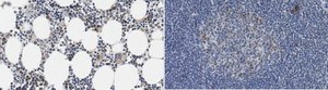 Anti-LMO2 (Rhombotin-2) Antibody, clone 299B clone 299B, from mouse