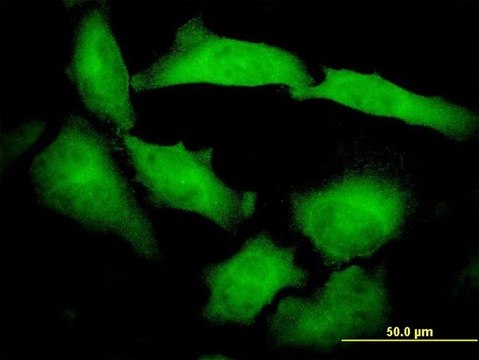 Monoclonal Anti-PCDHB10 antibody produced in mouse clone 4C4, purified immunoglobulin, buffered aqueous solution
