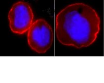 Anti-Na+/K+ ATPase &#945;-1 Antibody, clone C464.6, Alexa Fluor&#8482; 555 clone C464.6, Upstate&#174;, from mouse