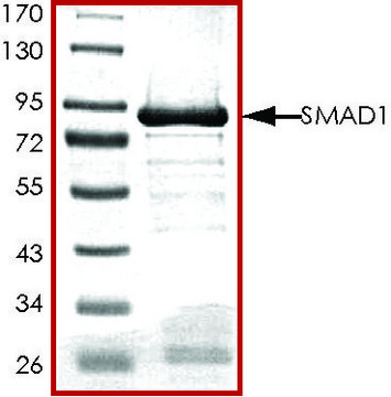 SMAD1, GST tagged human recombinant, expressed in E. coli, &#8805;70% (SDS-PAGE), buffered aqueous glycerol solution