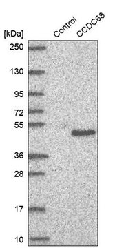 Anti-CCDC68 antibody produced in rabbit Prestige Antibodies&#174; Powered by Atlas Antibodies, affinity isolated antibody, buffered aqueous glycerol solution