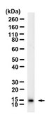 Anti-IL-8 Antibody, clone 1D20 ZooMAb&#174; Rabbit Monoclonal recombinant, expressed in HEK 293 cells