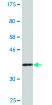 Monoclonal Anti-NAPG, (N-terminal) antibody produced in mouse clone 4B5, purified immunoglobulin, buffered aqueous solution