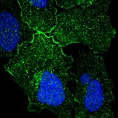 Anti-GPR156 antibody produced in rabbit Prestige Antibodies&#174; Powered by Atlas Antibodies, affinity isolated antibody, buffered aqueous glycerol solution, ab2