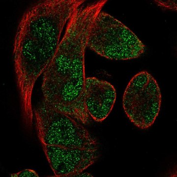 Anti-RBM24 antibody produced in rabbit Prestige Antibodies&#174; Powered by Atlas Antibodies, affinity isolated antibody