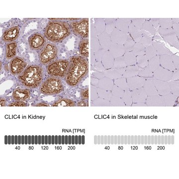 Anti-CLIC4 antibody produced in rabbit Prestige Antibodies&#174; Powered by Atlas Antibodies, affinity isolated antibody, buffered aqueous glycerol solution