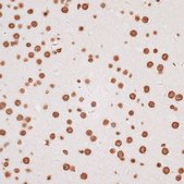 Anti-Histone H2AX antibody produced in rabbit