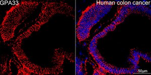 Anti-GPA33 Antibody, clone 9W5A7, Rabbit Monoclonal